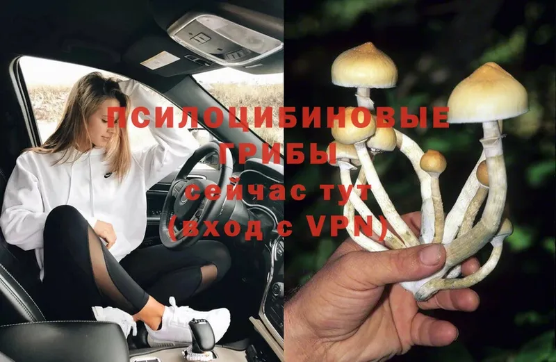 Псилоцибиновые грибы Psilocybe  Красногорск 